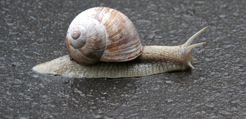 Runaway Snail