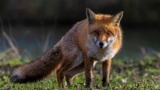 Picture of a fox